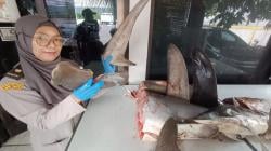 Karantina Jatim Amankan 120 Kg Hiu Segar Yang Wajib Dilindungi