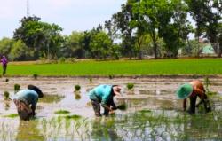 Cegah Risiko Gagal Panen, Petani Bojonegoro Didorong Ikut Asuransi Usaha Tani