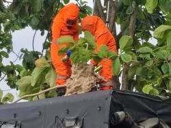Sarang Tawon di Tanggulangin Dievakuasi BPBD, Warga Diminta Tak Bertindak Sendiri