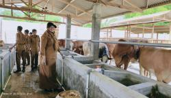 Dukung Program Ketahanan Pangan, Desa Kotaanyar Tunjukkan Komitmen Lewat Penggemukan Sapi