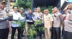 Heboh! Kebun Ganja Dalam Rumah di Jombang Digerebek Polisi