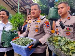 Terbongkar Polisi, Begini Cara R Menanam Ganja Dalam Rumah Kontrakan di Jombang