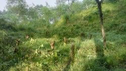 34 Hektare Kebun Kopi PTPN I di Ijen  Kembali Dirusak OTK, Kerugian Capai Miliaran Rupiah