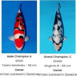 Di Balik Dominasi Koi Hartono Soekwanto di Pati Koi Show 2025