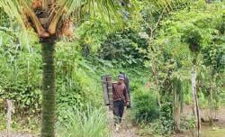 Desa di Probolinggo Ini Menjadi Penghasil Aren dengan Inovasi Gula Semut