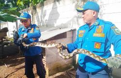 Damkar Evakuasi King Kobra 4,5 Meter dan Ular Sanca di Dua Lokasi