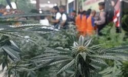 Temuan Kebun Ganja di Jombang, BNN Mojokerto Tekankan Kolaborasi Agar Tak Kembali Kecolongan