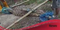 Buaya Raksasa Bersarang di Kabun Sawit di Mateng, 38 Telur Ikut Dievakuasi