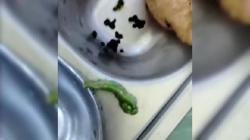 Ulat Hijau Keluar Kotoran di Ompreng MBG Siswa di Tuban, Bikin Jijik