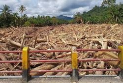 Masyarakat Terdampak Bencana Banjir Sumatera Diizinkan Manfaatkan Kayu Gelondongan