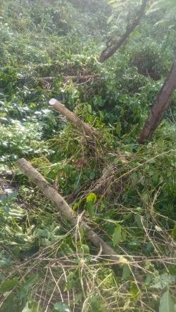 Teror Penebangan Kopi di Ijen Berlanjut, 17.500 Pohon Produktif PTPN I Kembali Dirusak OTK