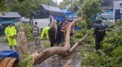 Hujan Deras dan Angin Kencang, Pohon Tumbang di Pasar Agrobis Babat