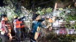 Pohon Besar Tumbang Timpa Kabel Listrik di Palangka Raya, Ganggu Arus Lalu Lintas
