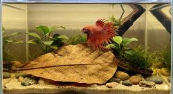 Manfaat Daun Ketapang bagi Ikan Cupang