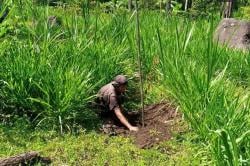 Jaga Kelestarian Hutan, 47.080 Tanaman Bibit Pohon Hijaukan Wonosalam Jombang