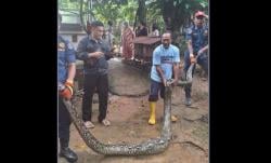 Ular Sanca 4 Meter Teror Tapos Depok, Telan Ternak Warga sampai Perut Buncit