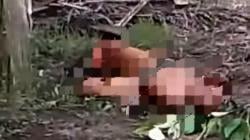 Geger, Warga Desa Mislak Temukani Mayat di Kebun Sawit