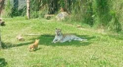 Menggemaskan! Bayi Harimau Vincent dan Jedar, Jadi Primadona Libur Natal di Lembang Park and Zoo