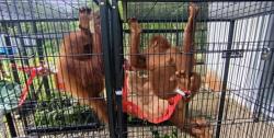 Empat Orangutan Korban Perdagangan Ilegal Dipulangkan dari Thailand ke Sumut