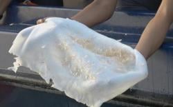 Ribuan Benih Lobster Ilegal Siap Diselundupkan ke Singapura, Polisi Gerebek Rumah Mewah di Tangerang