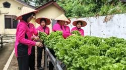 Bhayangkari Bakauheni Panen Selada, Wujud Ketahanan Pangan dari Pekarangan Sempit