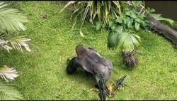 Atraksi Pemberian Makan Gorila jadi Magnet Liburan di Ragunan, Pilihan Wisata Edukatif