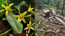 Anggrek Langka Endemik Bojonegoro Diduga Punah, Usai Pohon Habitatnya Ditebang