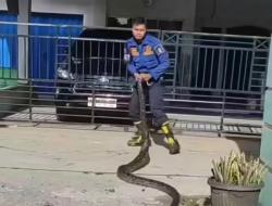 Aksi Heroik Tim Damkar! Tangkap Ular Sanca Besar di Drainase Warga Serang