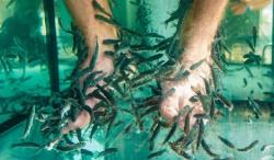 Viral! Turis Kakinya Diamputasi usai Jalani Terapi Fish Spa, Dampaknya Gak Main-Main