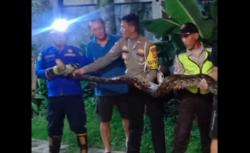 Bukan Penjahat tapi Sanca Besar Recoki Pengamanan Nataru di Depok, Ini Reaksi Polisi