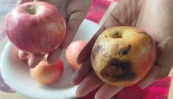 Orang Tua Murid Keluhkan Buah Busuk di MBG SD Negeri 18 Tumampua Pangkep