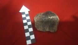 Diduga Cranium Manusia Purba Ditemukan di Hutan Tritik Rejoso Nganjuk