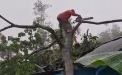 Pohon Tumbang Diterjang Hujan dan Angin Kencang di Pemalang, Atap Rumah Warga Hancur
