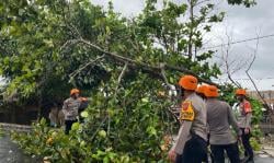 Gercep! Tim SAR Samapta Polres Pangandaran Langsung Evakuasi Pohon Tumbang di Jalur Batu Hiu
