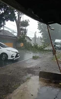 Hujan Deras Disertai Angin Kencang, Pohon Tumbang Tutup Akses Jalur Dua Kabupaten