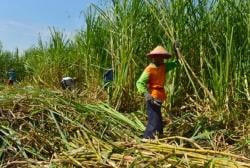 Kejar Swasembada Gula, Bojonegoro Siapkan Perluasan Lahan Tebu 5 Ribu Hektare