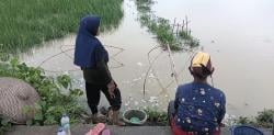 Banjir Membawa Berkah, Warga Pringwulung Serang Panen Ikan di Sawah Terendam
