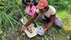 Petani Tuban Lestarikan Tradisi Wiwitan Jelang Panen Padi