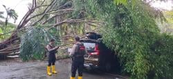 Hujan Deras, Pohon Tumbang Timpa Kendaraan di Balikpapan