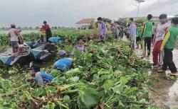 Terdampak Banjir Bengawan Jero, Ratusan Siswa di Lamongan Gotong Royong Bersihkan Enceng Gondok