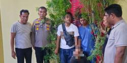 Terkuak! Kebun Ganja Mini di Belakang Rumah, Tiga Pria Langsung Diciduk