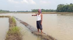Cuaca Ekstrem Rendam 160 Hektare Sawah di Lebak, 50 Hektare Gagal Panen