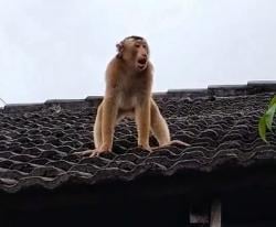 Anak Beruk Resahkan Warga Kampung Baru Pahandut, Damkar Palangka Raya Lakukan Pemantauan