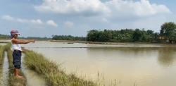 Banjir Berulang Rendam 154 Hektare Sawah di Lebak, Petani Gagal Panen