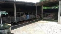 Dapur MBG di Dekat Kandang Babi Resmi Direlokasi, Pengelola Minta Maaf