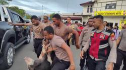 Aksi Massa Bawa Babi Ricuh di Mapolresta Sorong Kota, Nyaris Baku Hantam dengan Polisi