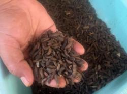 Maggot Olah Puluhan Ton Sampah Organik Kota Tangerang