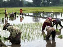 Petani di Jombang Keluhkan Namanya Hilang Dari Daftar Penerima Pupuk Subsidi