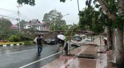 Hujan Deras dan Angin Kencang di Pangkalan Bun, Pohon Besar Tumbang Timpa Innova dan Ambulans