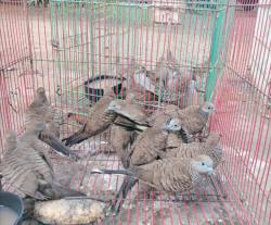 Tanpa Dokumen, Puluhan Burung Ilegal Diamankan di Pelabuhan Maumere